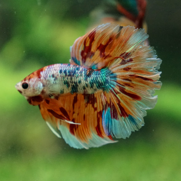 Galaxy/Candy Koi Halfmoon - 13 weeks old