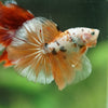 Galaxy/Candy Koi Halfmoon - 14 weeks old