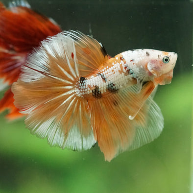 Galaxy/Candy Koi Halfmoon - 14 weeks old