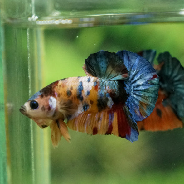 Multicolor/Galaxy Koi Plakat -13 weeks Old