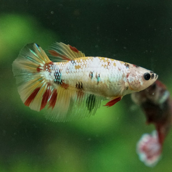 Multicolor/ Galaxy Koi Halfmoon- Female- 13 Weeks Old