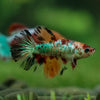 Multicolor/ Galaxy Koi Halfmoon- Female- 13 Weeks Old