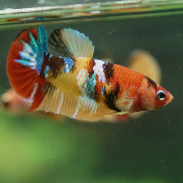 Multicolor/ Galaxy Koi Plakat- Female- 13 Weeks Old