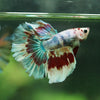 Galaxy/Candy Koi Halfmoon - 14 weeks old