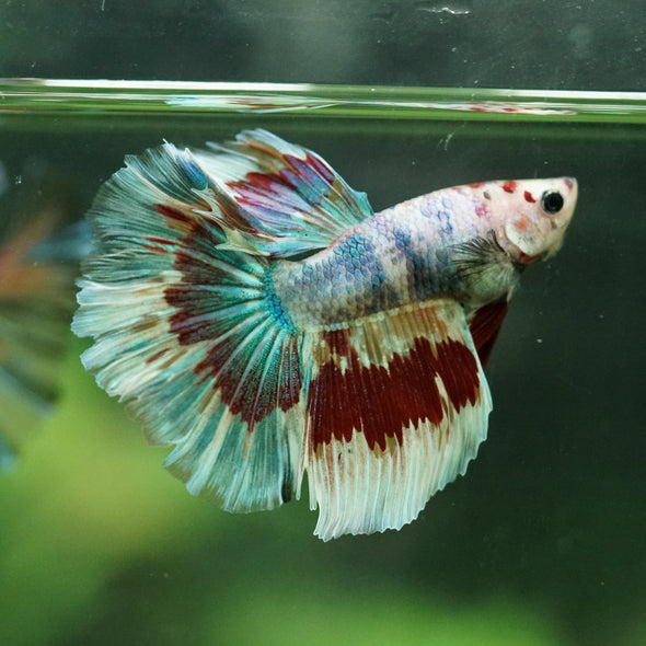 Galaxy/Candy Koi Halfmoon - 14 weeks old