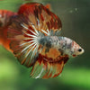 Galaxy/Candy Koi Halfmoon - 14 weeks old