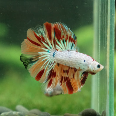 Galaxy Koi Halfmoon - 13 weeks old