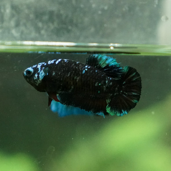 Black Galaxy Koi Plakat (Avatar) - Female- 13 Weeks Old