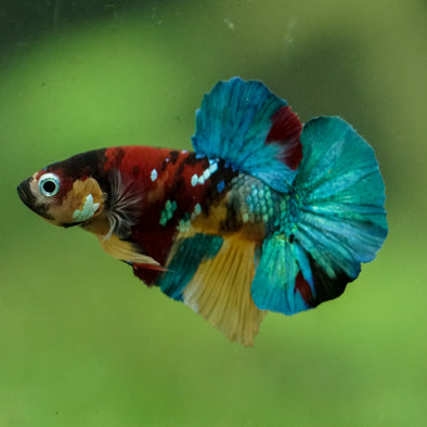 Multicolor/Galaxy Koi Plakat -16 weeks Old