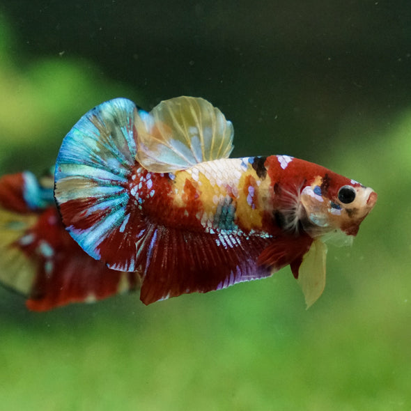 Multicolor/Galaxy Koi Plakat -13 weeks Old