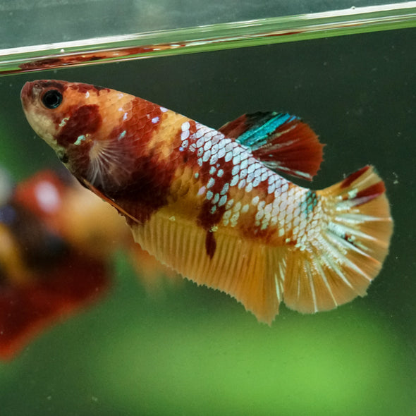 Multicolor/ Galaxy Koi Plakat- Female- 13 Weeks Old