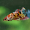 Multicolor/ Galaxy Koi Plakat- Female- 13 Weeks Old