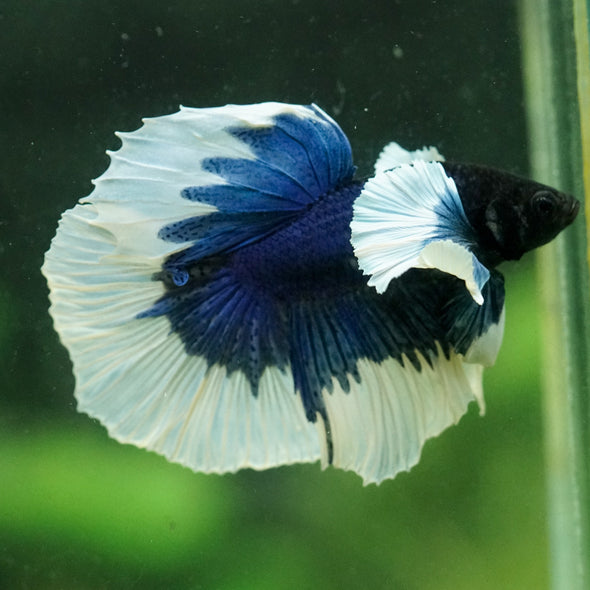 Dumbo Halfmoon - 14 weeks old