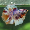 Galaxy/Candy Koi Halfmoon - 14 weeks old