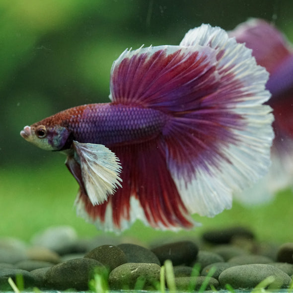 Dumbo Halfmoon - 15 weeks old