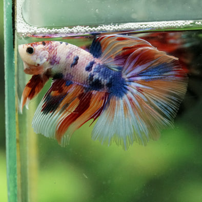 Galaxy/Candy Koi Halfmoon - 14 weeks old