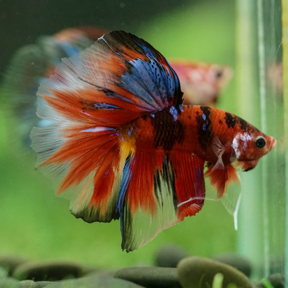Galaxy/Candy Koi Halfmoon - 11 weeks old