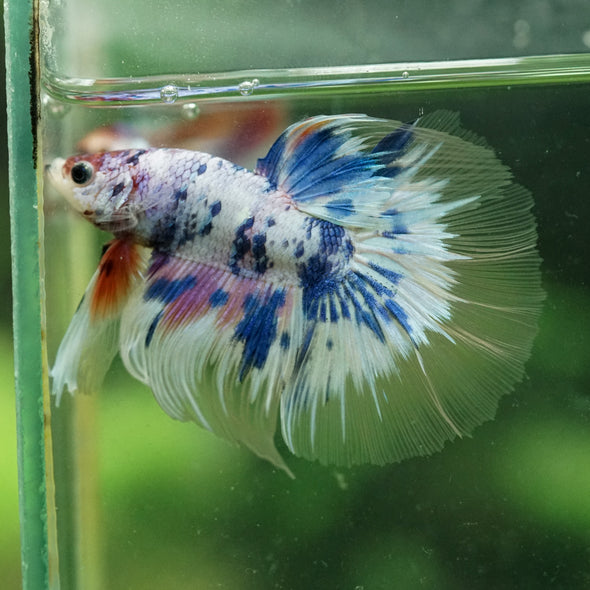 Galaxy/Candy Koi Halfmoon - 13 weeks old