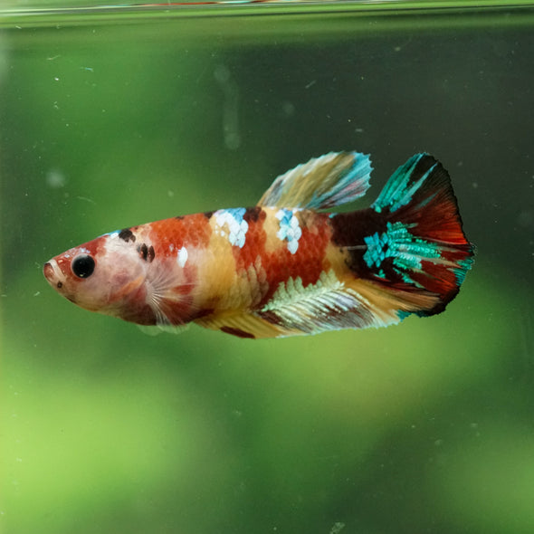 Multicolor/ Galaxy Koi Plakat- Female- 13 Weeks Old