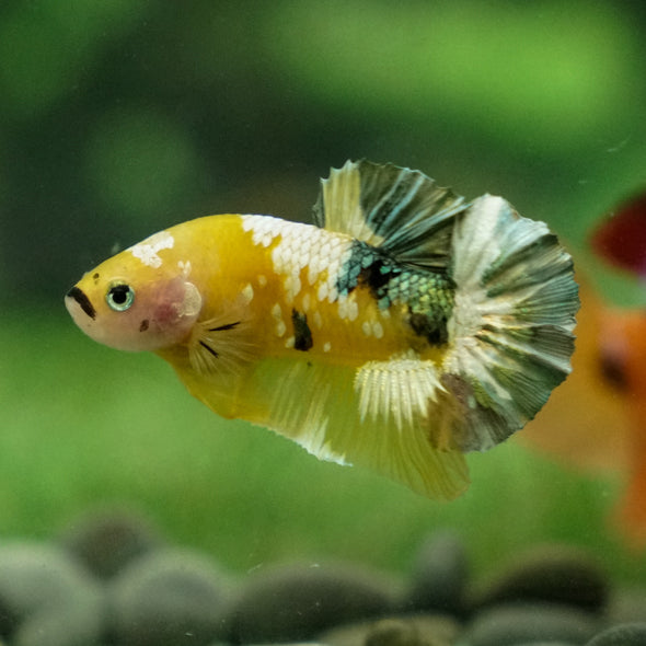 Multicolor/Galaxy Koi Plakat -13 weeks Old