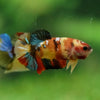 Multicolor/ Galaxy Koi Plakat- Female- 13 Weeks Old