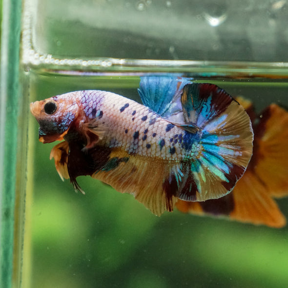 Multicolor/Galaxy Koi Plakat -13 weeks Old