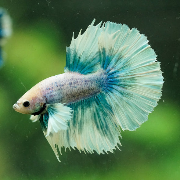 Dumbo Halfmoon - 10 weeks old