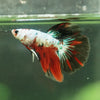 Galaxy/Candy Koi Halfmoon - 11 weeks old