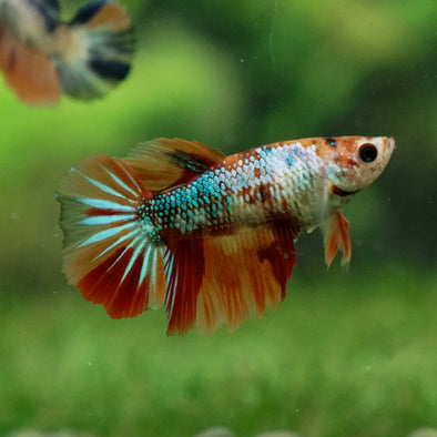 Multicolor/ Galaxy Koi Halfmoon - Female- 13 Weeks Old