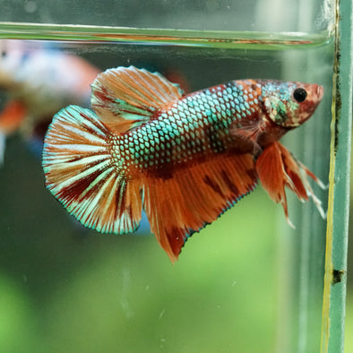Multicolor/Galaxy Koi Plakat -16 weeks Old