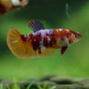 Multicolor/ Galaxy Koi Plakat- Female- 13 Weeks Old