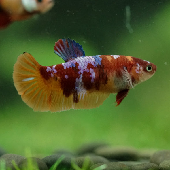 Multicolor/ Galaxy Koi Plakat- Female- 13 Weeks Old