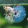 Galaxy/Candy Koi Halfmoon - 11 weeks old