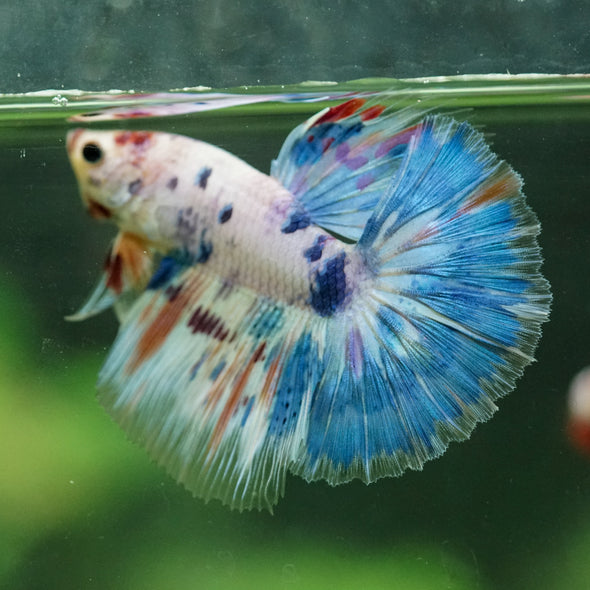 Galaxy/Candy Koi Halfmoon - 11 weeks old