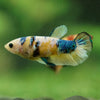Multicolor/ Galaxy Koi Plakat- Female- 13 Weeks Old