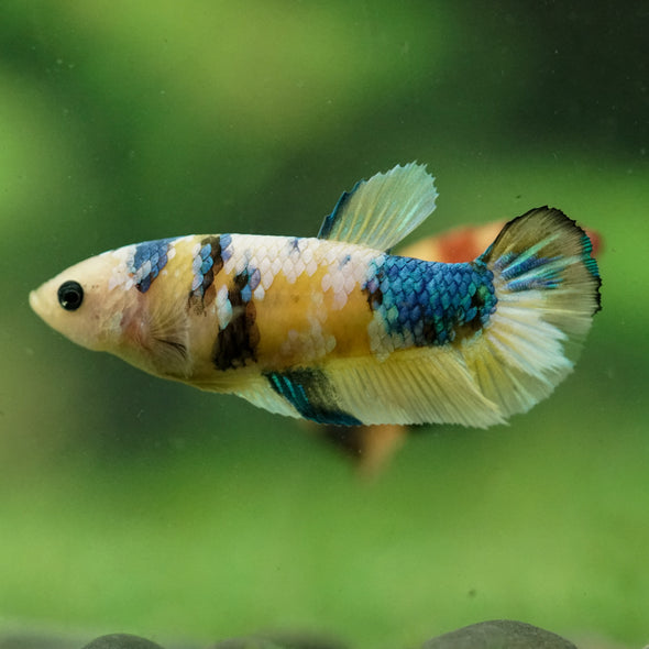 Multicolor/ Galaxy Koi Plakat- Female- 13 Weeks Old