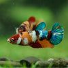 Multicolor/ Galaxy Koi Plakat- Female- 13 Weeks Old
