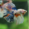 Galaxy/Candy Koi Halfmoon - 14 weeks old