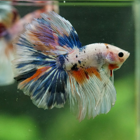 Galaxy/Candy Koi Halfmoon - 14 weeks old
