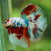 Galaxy/Candy Koi Halfmoon - 14 weeks old