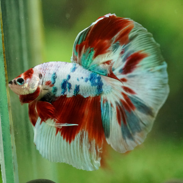 Galaxy/Candy Koi Halfmoon - 14 weeks old