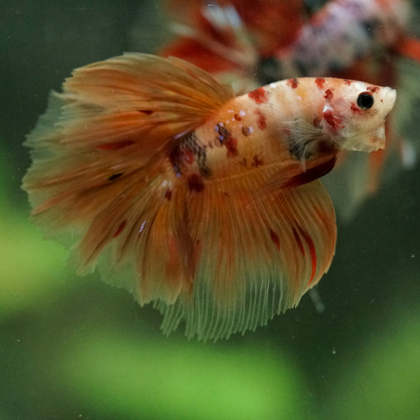 Galaxy/Candy Koi Halfmoon - 14 weeks old