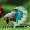 Galaxy/Candy Koi Halfmoon - 14 weeks old