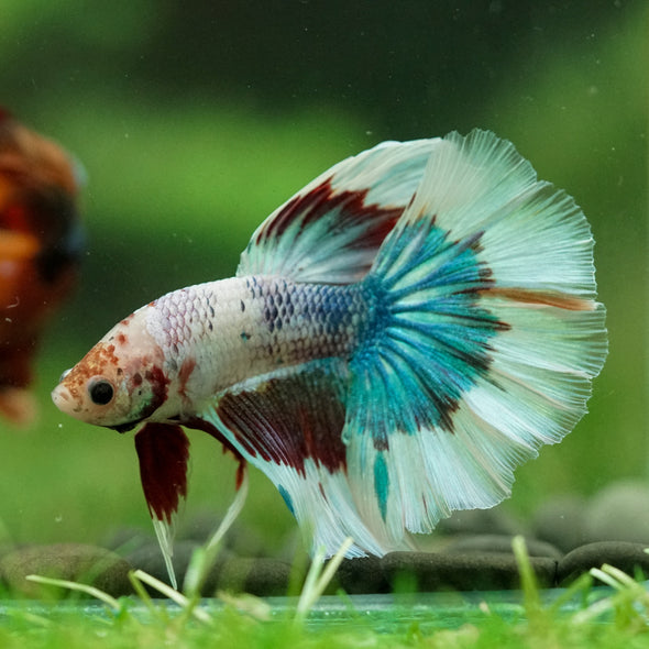 Galaxy/Candy Koi Halfmoon - 14 weeks old