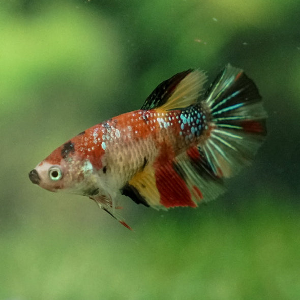 Multicolor/ Galaxy Koi Halfmoon- Female- 13 Weeks Old