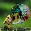 Multicolor/Galaxy Koi Plakat -16 weeks Old