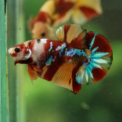 Multicolor/Galaxy Koi Plakat -16 weeks Old