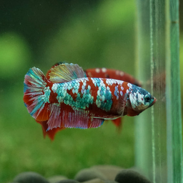 Multicolor/ Galaxy Koi Plakat- Female- 13 Weeks Old