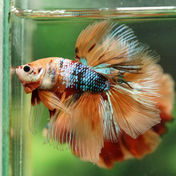 Galaxy/Candy Koi Halfmoon - 14 weeks old