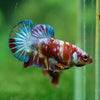 Pack of 5 Multicolored/Galaxy Koi Plakat - Female